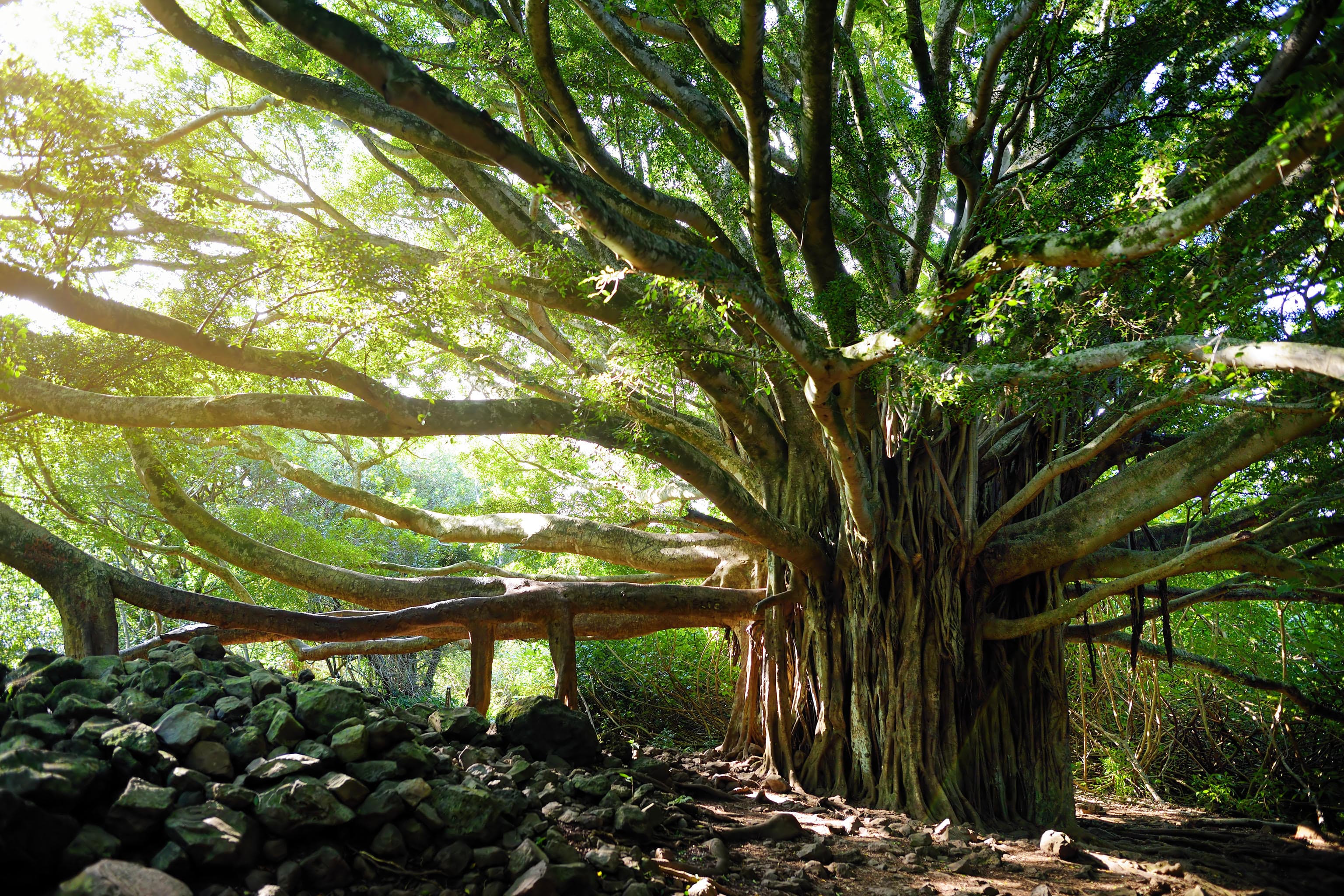 Tree canopy
