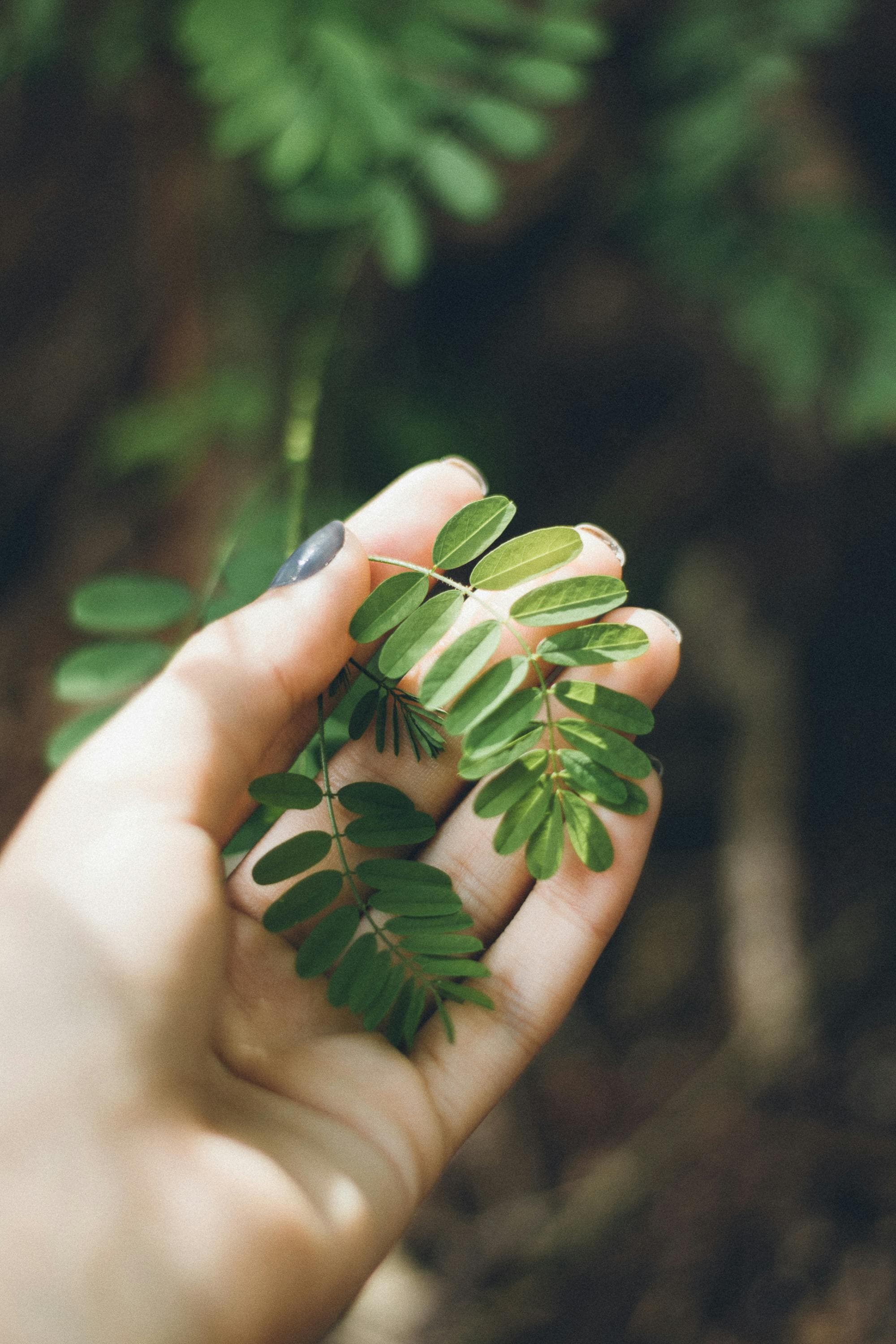 Hands in nature