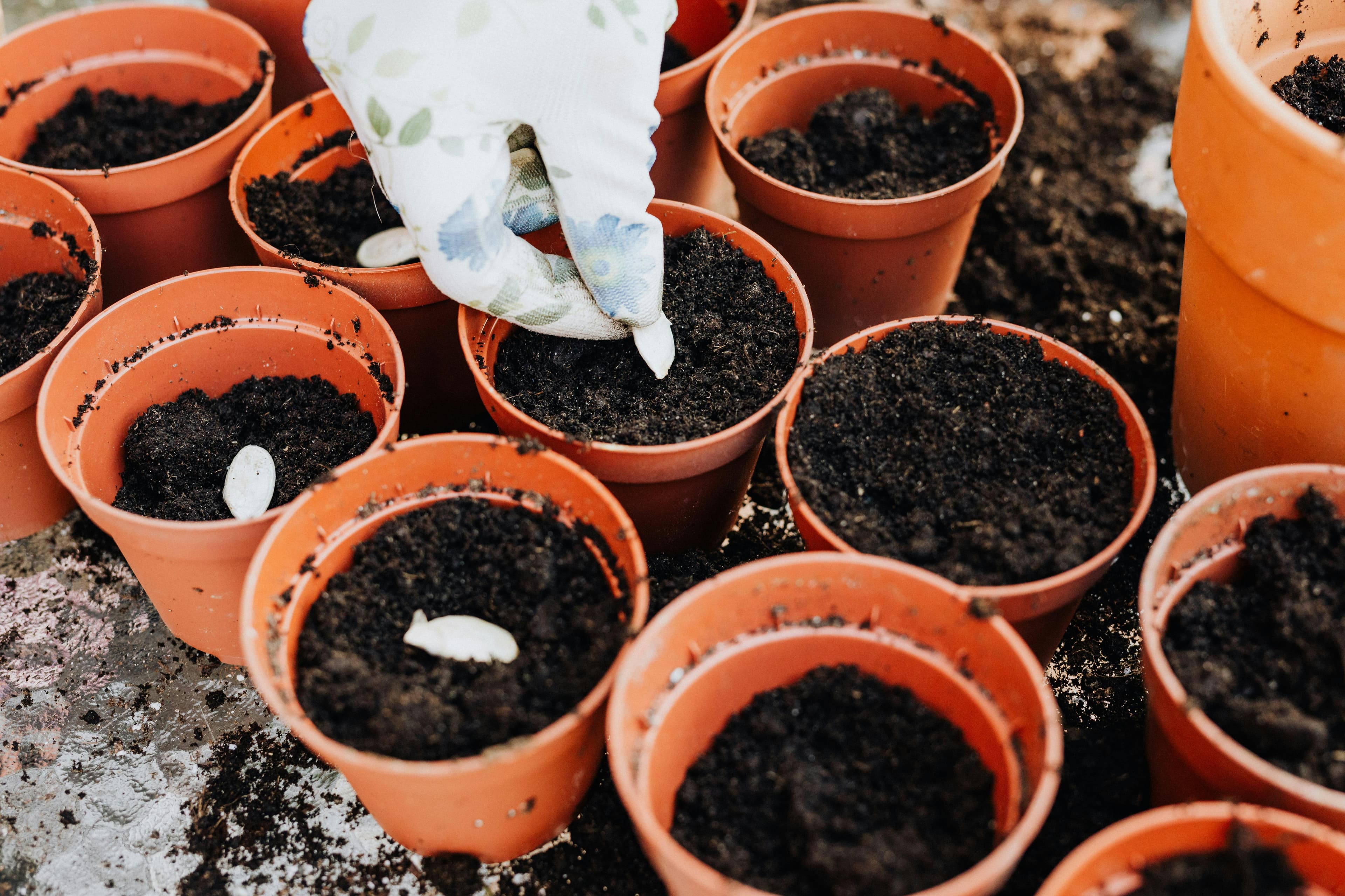 Dark soil and seeds